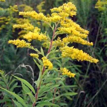 Korkeapiisku - Solidago altissima