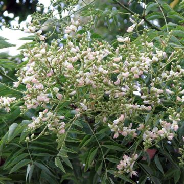 Helmipalo - Sophora japonica