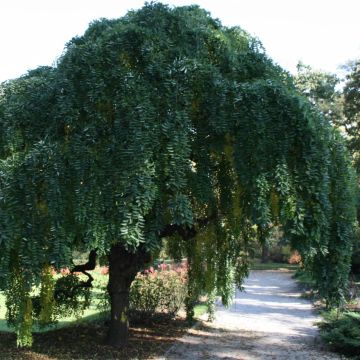 Helmipalo Pendula