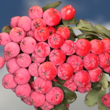 X Sorbocotoneaster pozdnjakovii