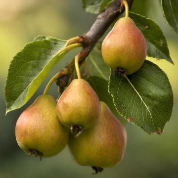 X Sorbopyrus auricularis