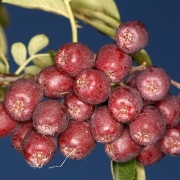 Pihlaja Krasavica