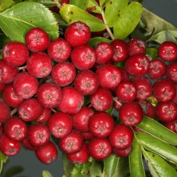 Sorbus x Pyrus Rubinowaja