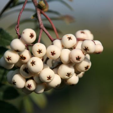 Pihlaja White Swan