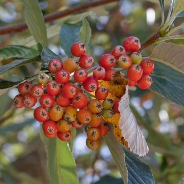 Saksanpihlaja - Sorbus aria