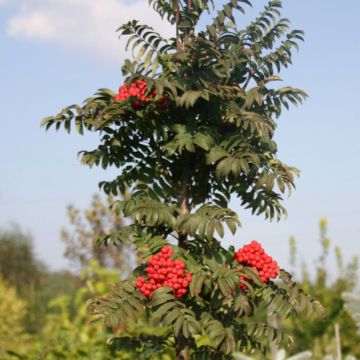 Pihlaja Fastigiata