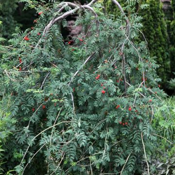 Pihlaja Pendula