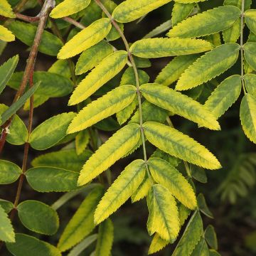 Pihlaja Pendula Variegata