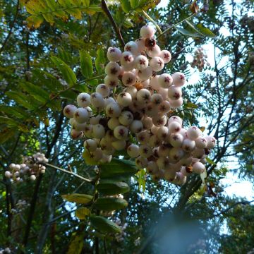 Pihlaja - Sorbus cashmiriana