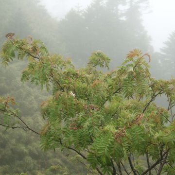 Pihlaja - Sorbus randaiensis