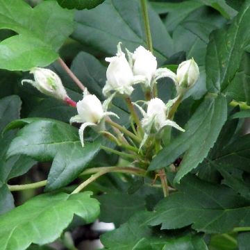 Etelänpihlaja - Sorbus torminalis