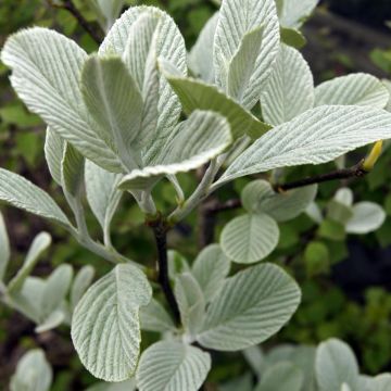 Pihlaja - Sorbus wardii