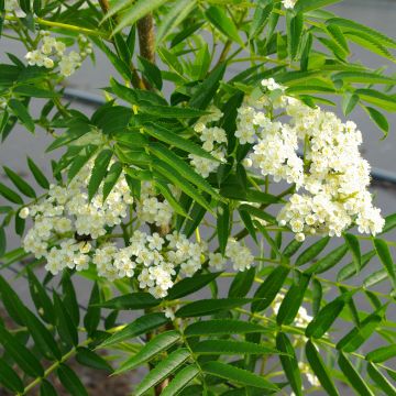 Pihlaja - Sorbus wilfordii