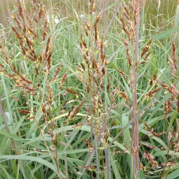 Kultaintiaaniheinä - Sorghastrum nutans