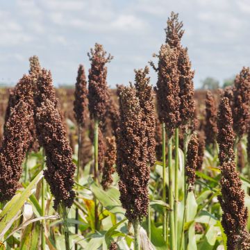 Durra - Sorghum nigrum