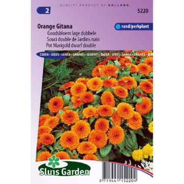 Kehäkukka Orange Gitana (siemenet)