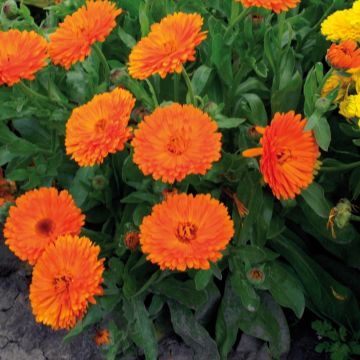 Kehäkukka Gitane Orange