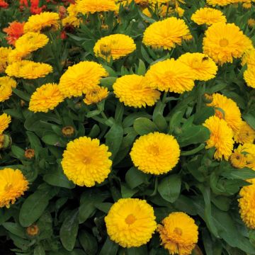 Kehäkukka Gitana Yellow