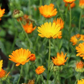 Kehäkukka luomu - Calendula officinalis
