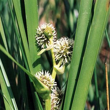 Haarapalpakko - Sparganium erectum
