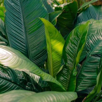Spathiphyllum ‘Gorgusis No. 1 Sensation