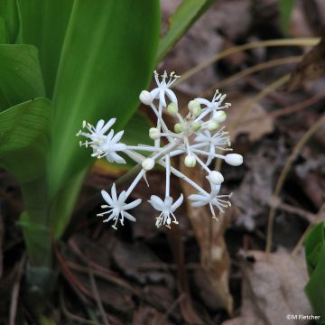 Speirantha convallarioides