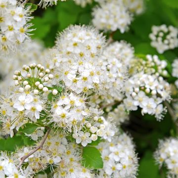 Idänvirpiangervo - Spiraea chamaedryfolia