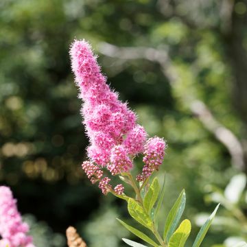 Punapajuangervo - Spiraea douglasii