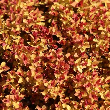 Japaninangervo Merlo Gold