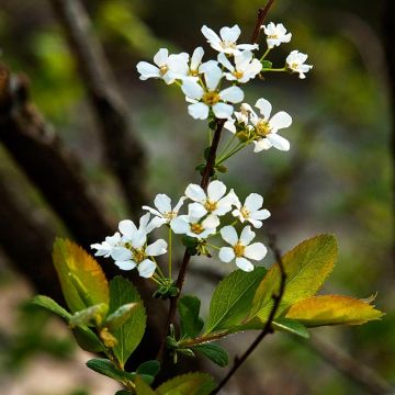 Pensasangervo - Spiraea prunifolia