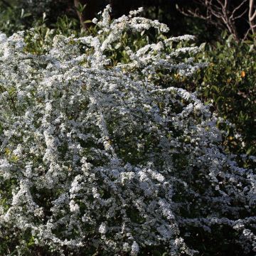 Sirovirpiangervo - Spiraea x thunbergii