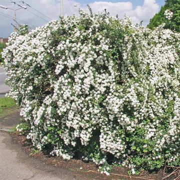 Pensasangervo - Spiraea x vanhouttei