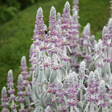 Nukkapähkämö - Stachys byzantina