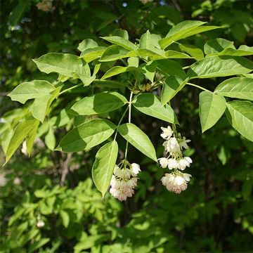 Euroopankotapähkinä - Staphylea pinnata
