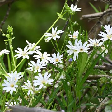 Kevättähtimö - Stellaria holostea