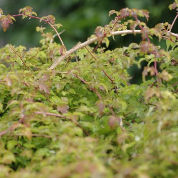 Siroseppelvarpu Crispa