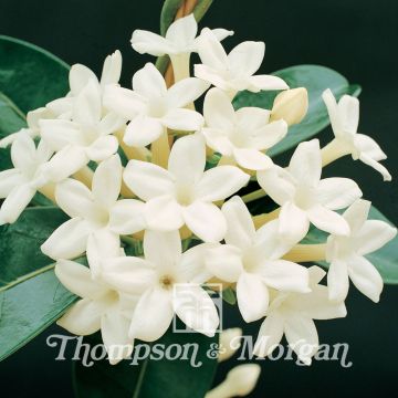 Tuoksuköynnös (siemenet) - Stephanotis floribunda