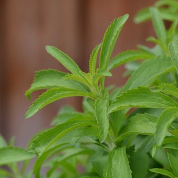 Makeastevia - Stevia rebaudiana