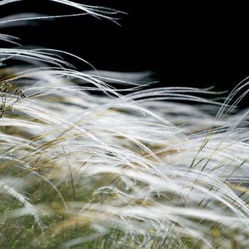 Unkarinhöyhenheinä - Stipa pennata