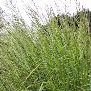 Höyhenheinä - Stipa extremiorientalis