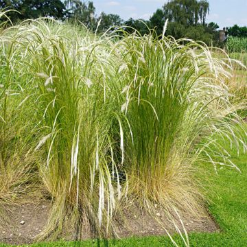 Höyhenheinä - Stipa ichu