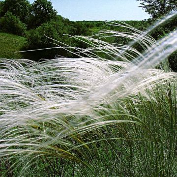 Höyhenheinä - Stipa pulcherrima