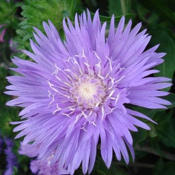 Sinikki Purple Parasols