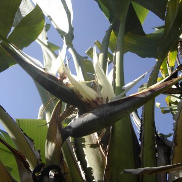 Kolibrikukka - Strelitzia augusta