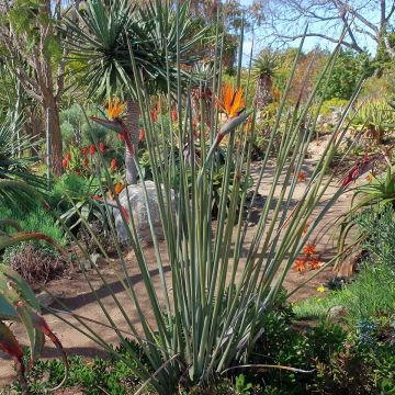 Kolibrikukka - Strelitzia juncea