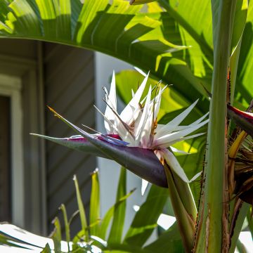 Valkokolibrikukka (siemenet) - Strelitzia nicolai