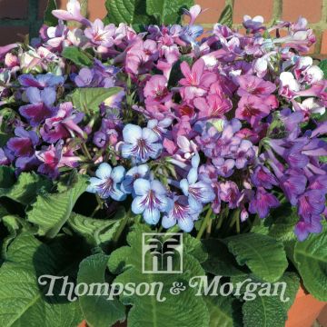 Streptocarpus hybridus Dibleys Dragon Mixed (siemenet)