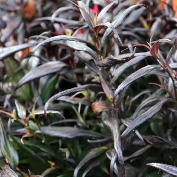 Strobilanthes anisophylla Brunetthy