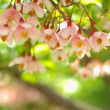Japaninstoraksi Pink Chimes