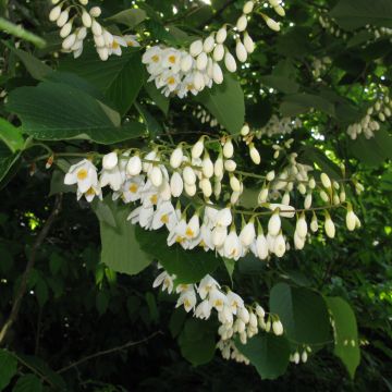Tuoksustoraksi - Styrax obassia
